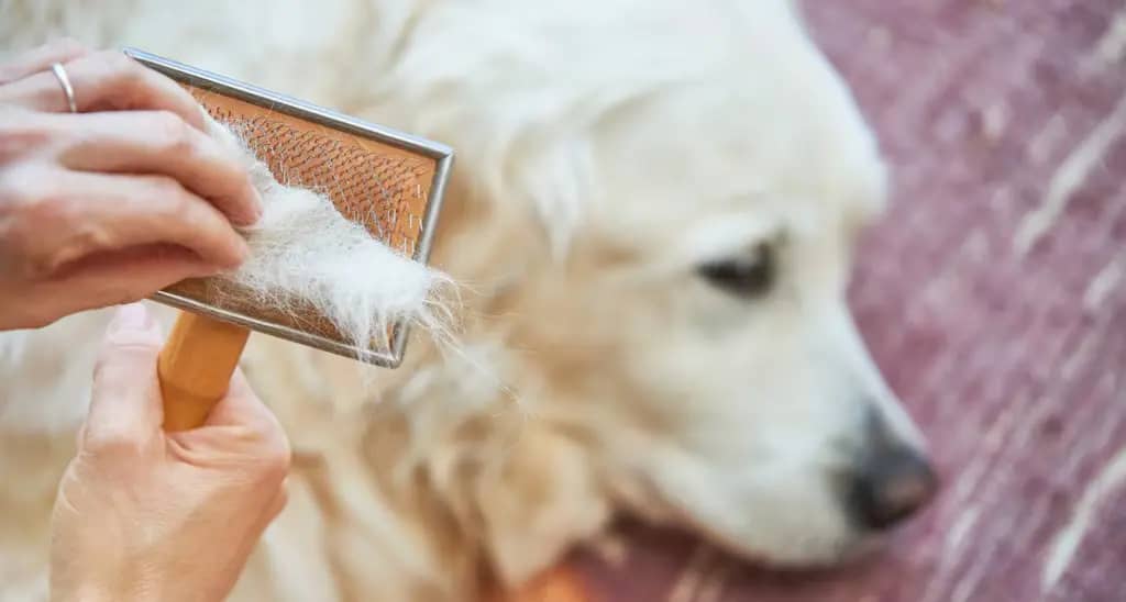 dog-losing-hair