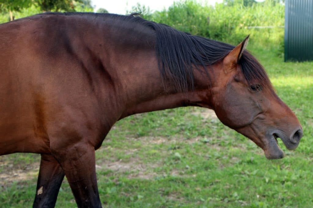 horses