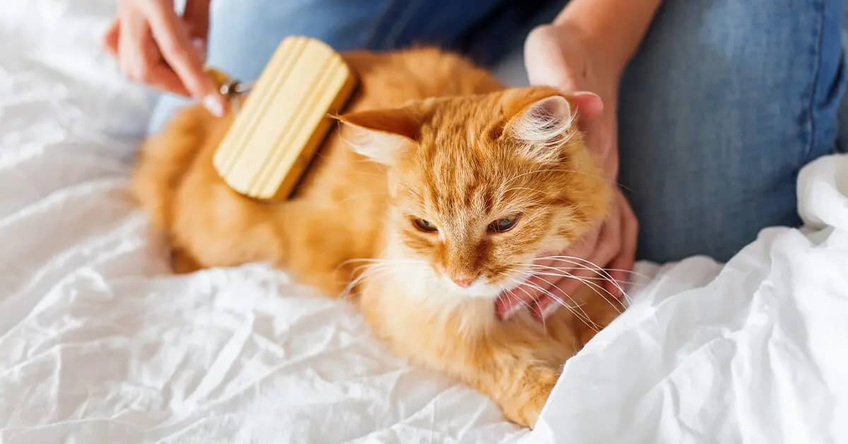 cat groom