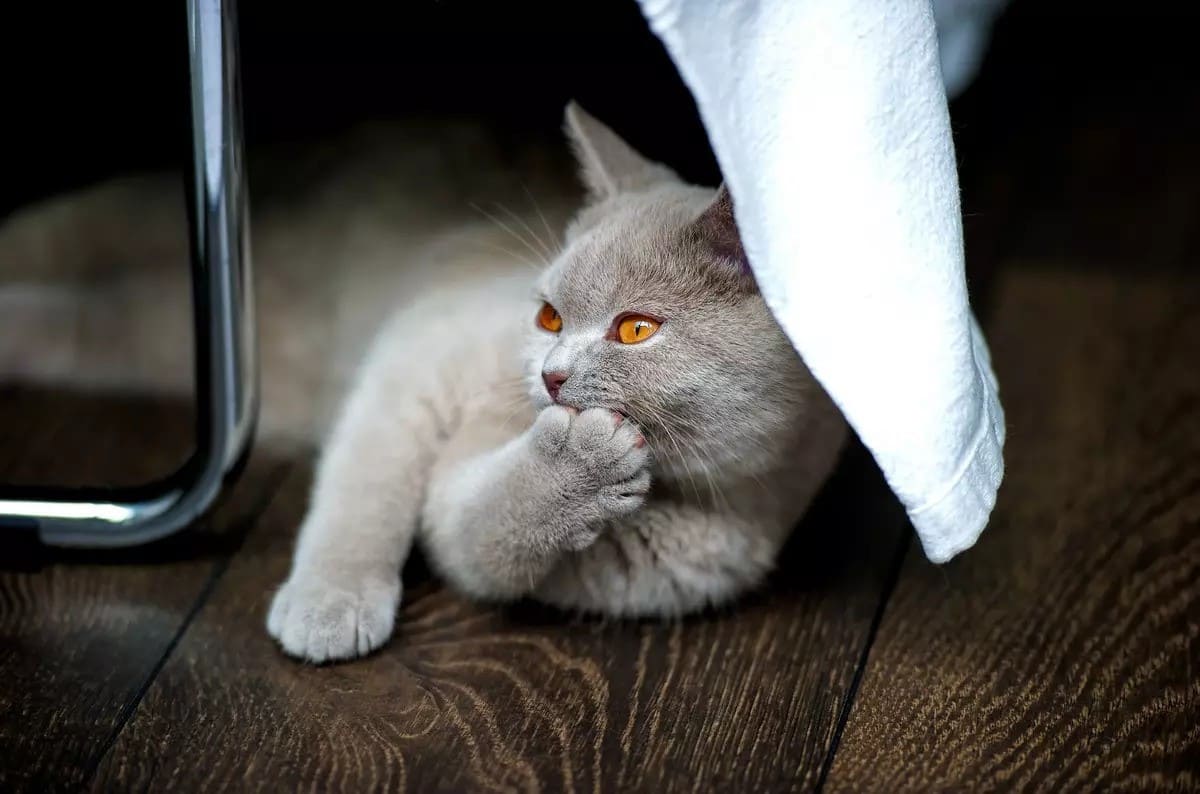 Allergy-Free Environment for Your Pets