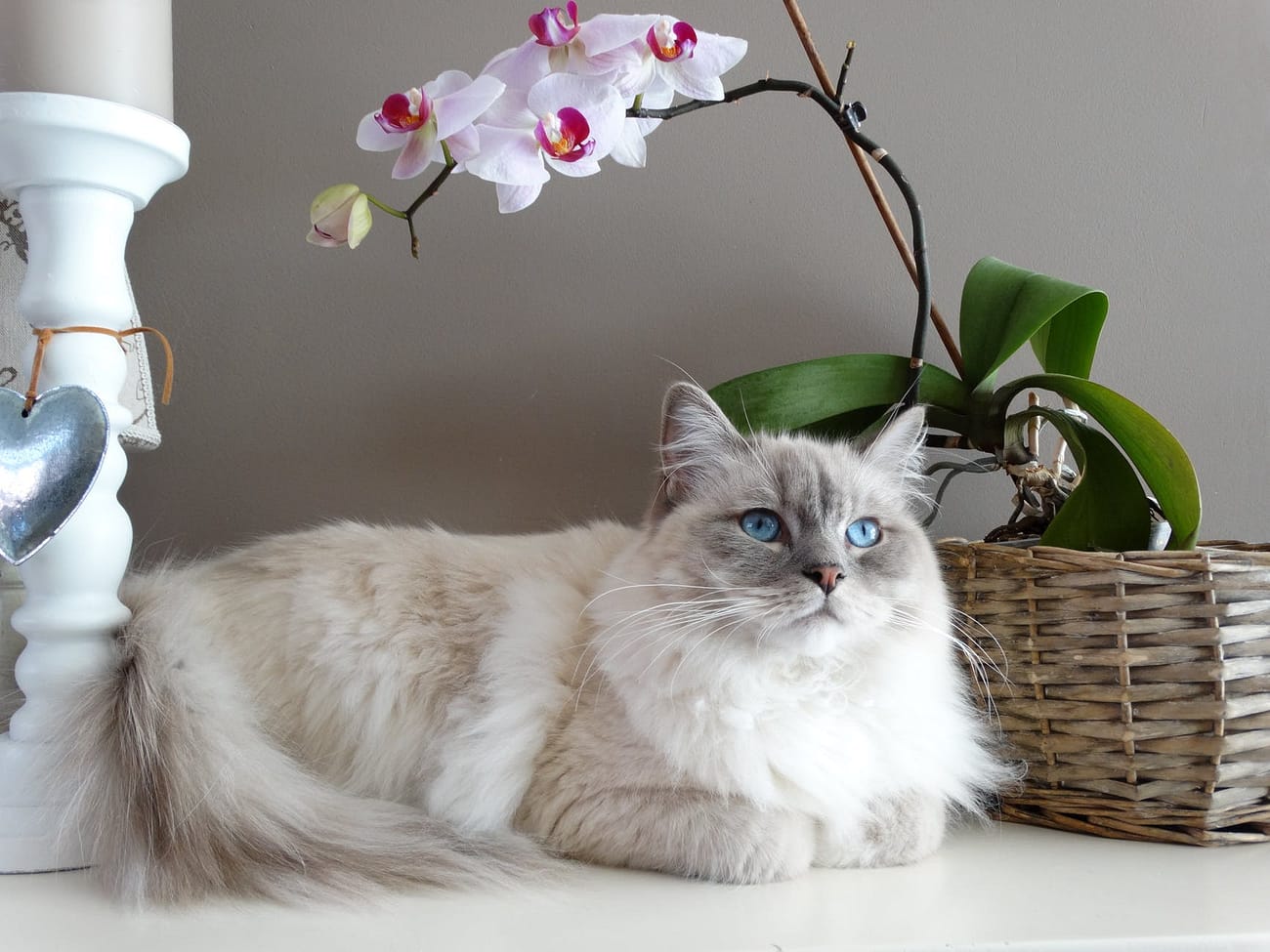 allergies in cats