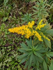 ragweed