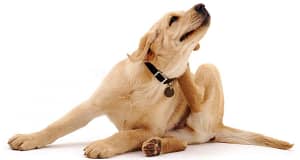 itchy dog