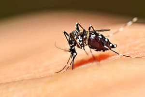mosquito gender bites