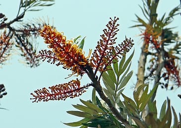 oak pollen