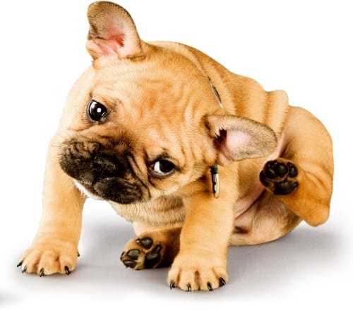 Itching-Dog