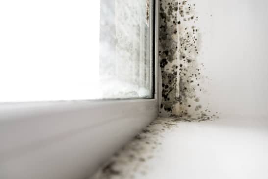 mold