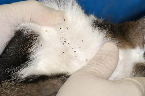 fleas in cats