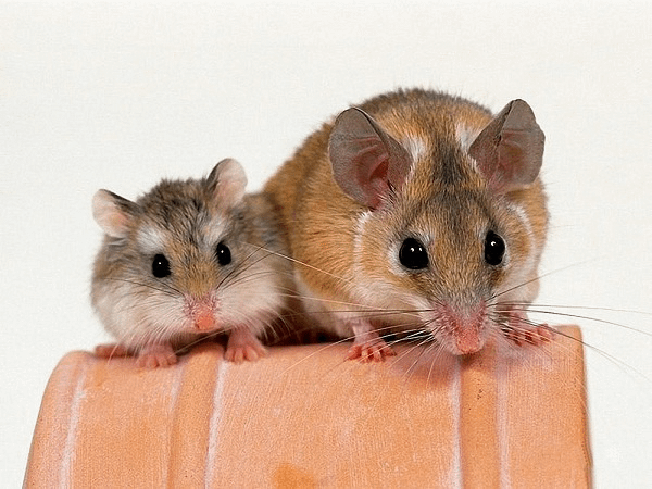 Rodents and rabbits