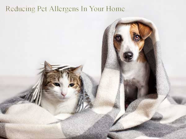 Reduce Pet Allergens at Home: Top Tips for Allergy Relief
