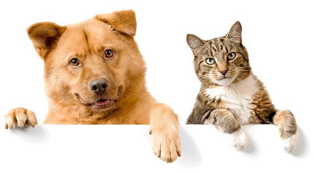 cats-and-dogs