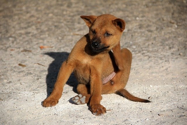Common Worms in Dogs: Symptoms, Treatment, and Prevention