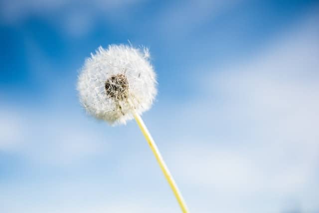 Pollen is one of the most common allergens