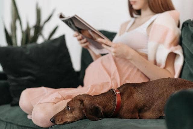 A pregnant woman reading on the couch with her dog