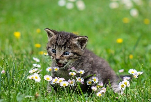 pollen