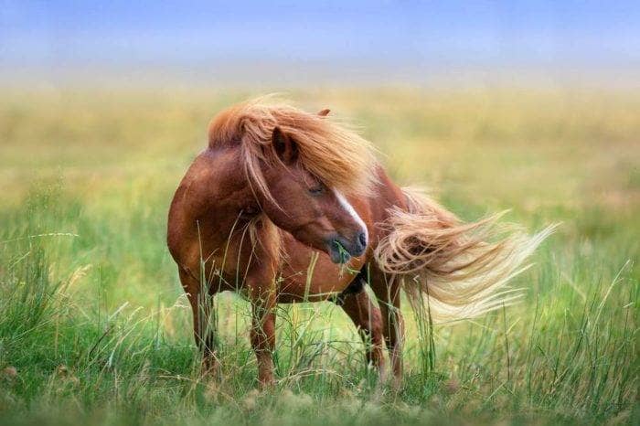 horse itching