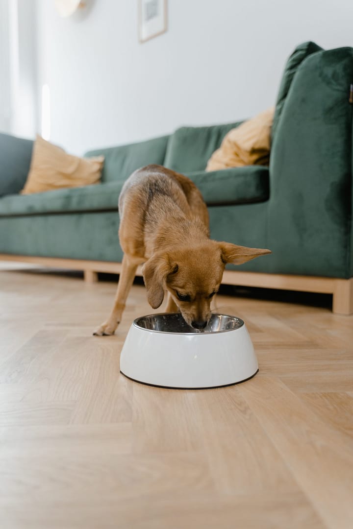 Best Dog Food for Skin Allergies