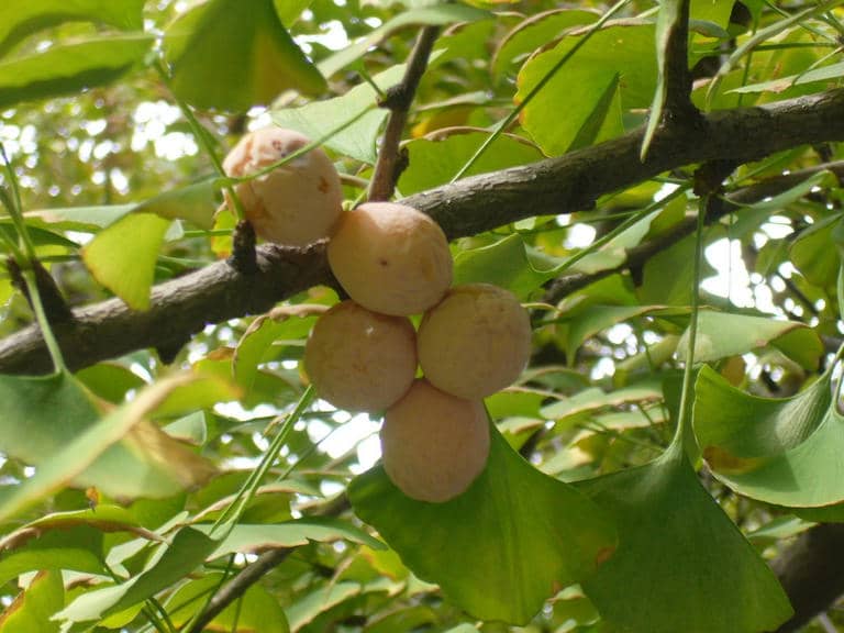 Chinese ginkgo
