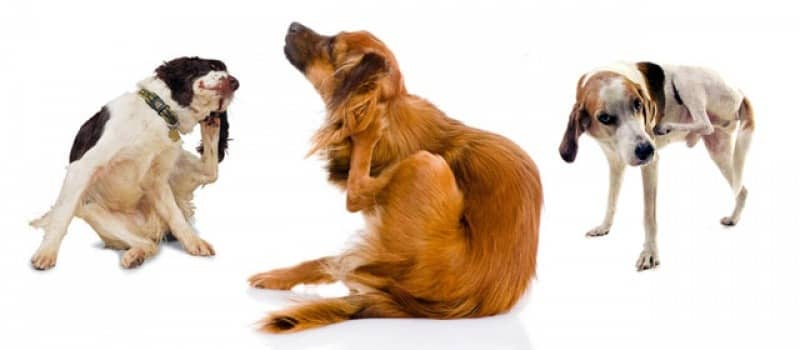 dogs scraching