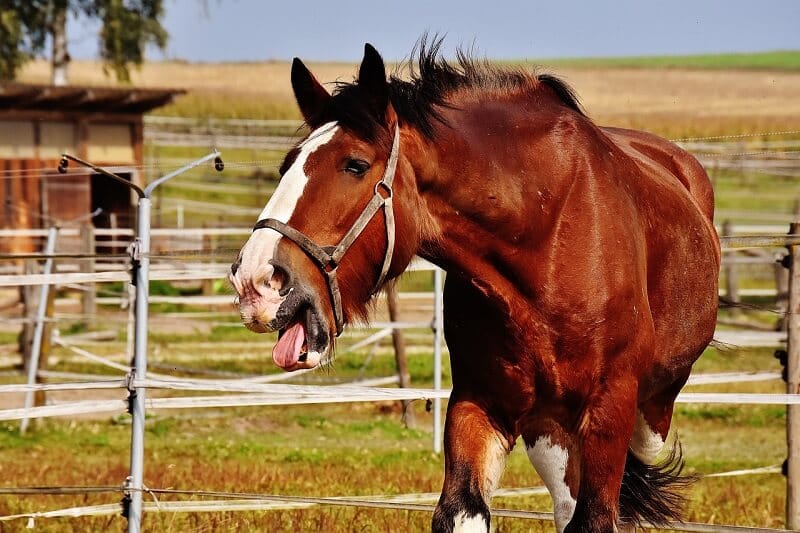 Horse Coughing
