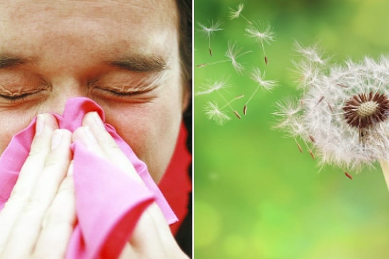 Things to Know About Pollen Grains