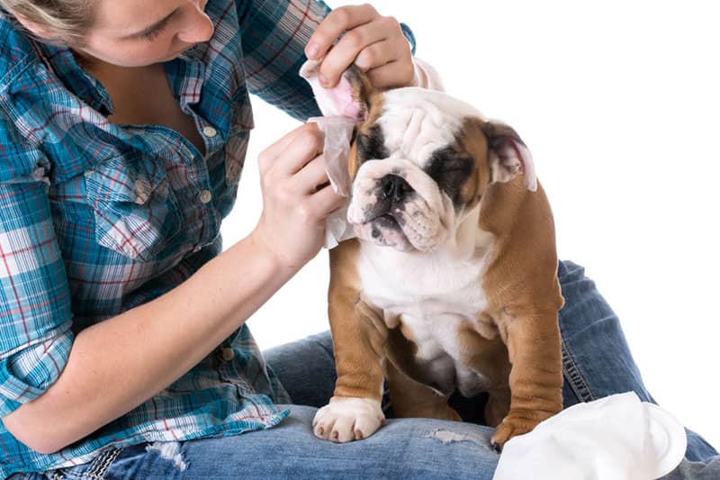 Dog Ear Infection , Causes , And 10 Home Remedies