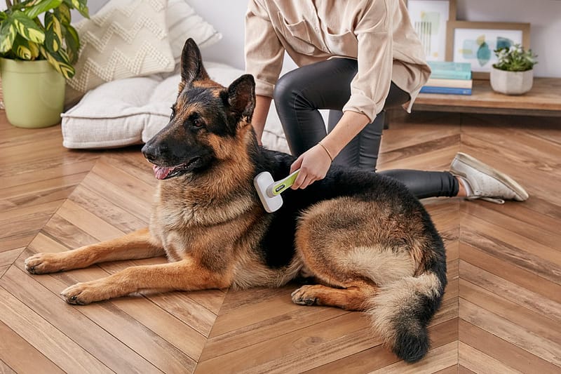 Allergies In Pets That Cause Hair Loss And Its Appropriate Treatment