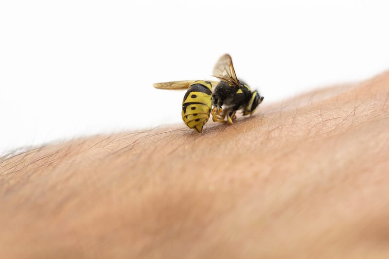 Bee Sting Allergies – A Dangerous Problem!
