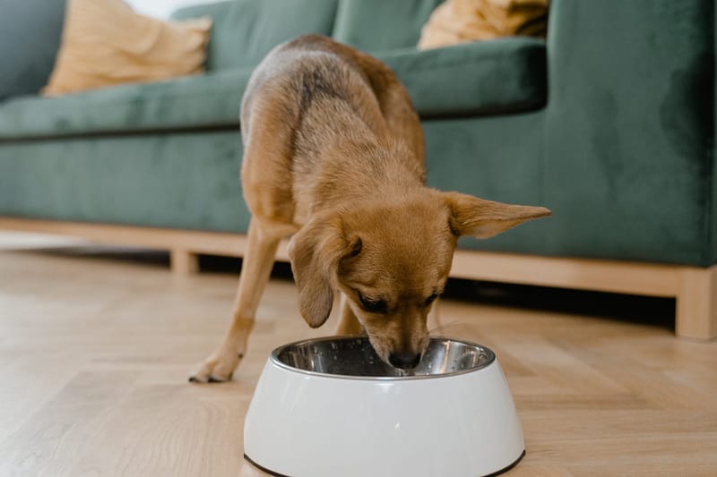 Best Dry Foods for Dogs with Skin Allergies