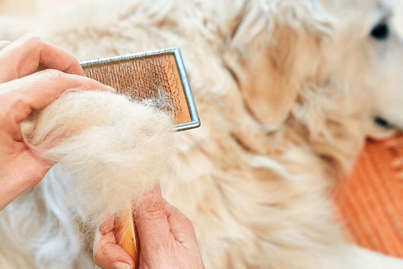 Why My Dog is Losing Hair?