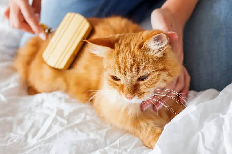 Cat Grooming Tips: How to Reduce Allergens in Long-Haired Cats