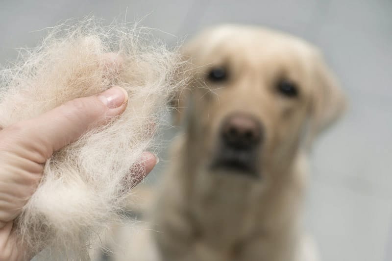 Why Is Your Dog Losing Hair? Causes, Treatments, and Prevention