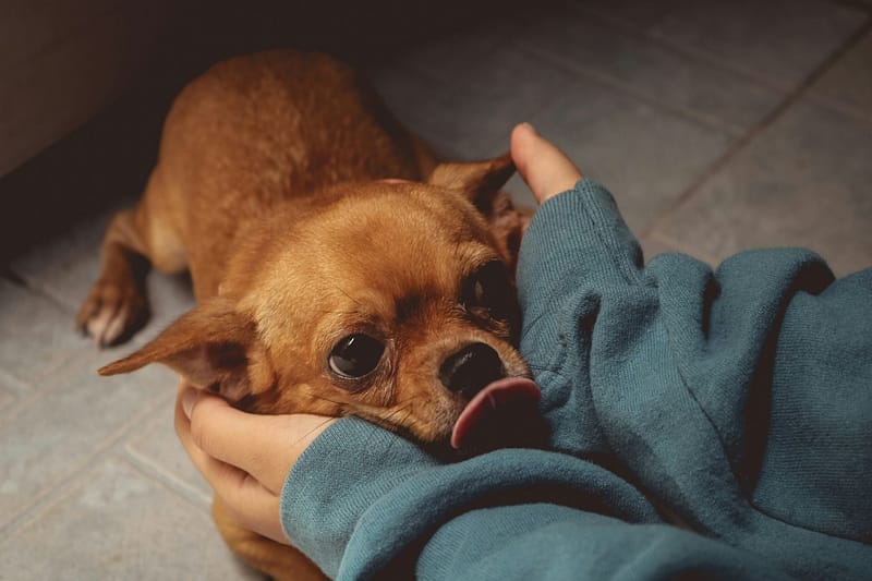 Top 5 Common Dog Allergies & How to Treat Them Naturally